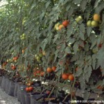 hydroponics open system bags growth sawdust tomatoes