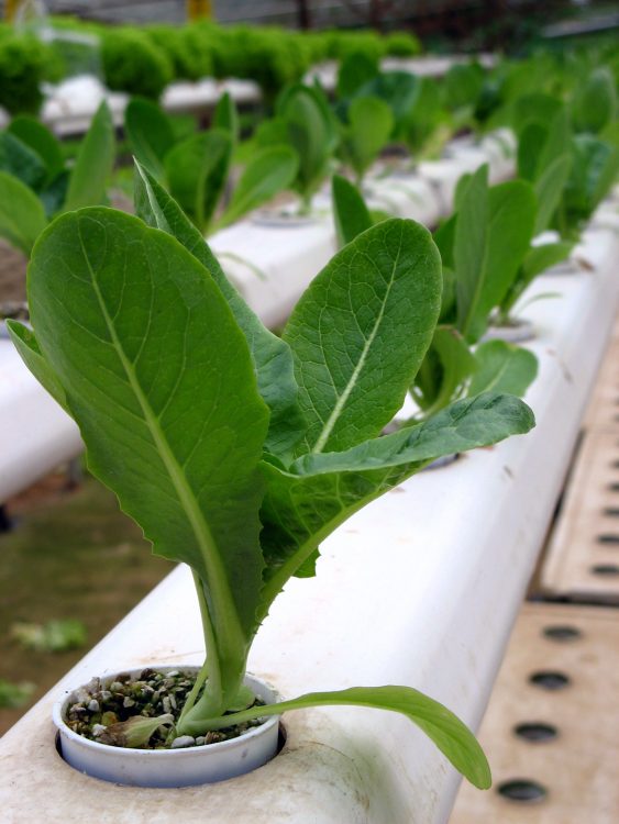 hydroponic nft gulley system planting method