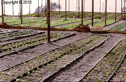 nft hydroponics gullies channels lettuce shade cloth