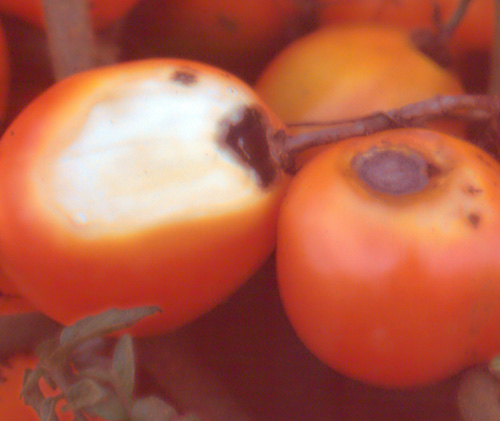 sunscald tomatoes greenhouse
