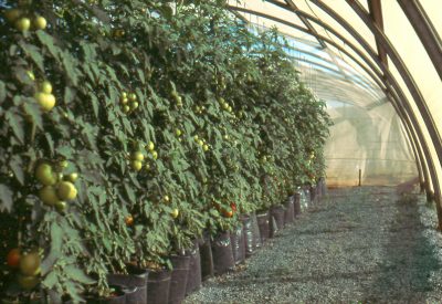 Trellis prune tomatoes greenhouse