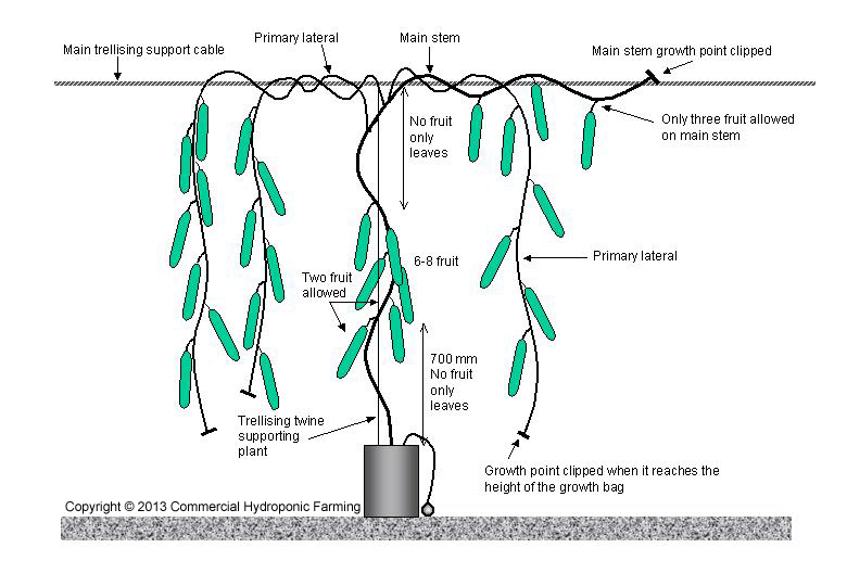 greenhouse cucumber pruning methods
