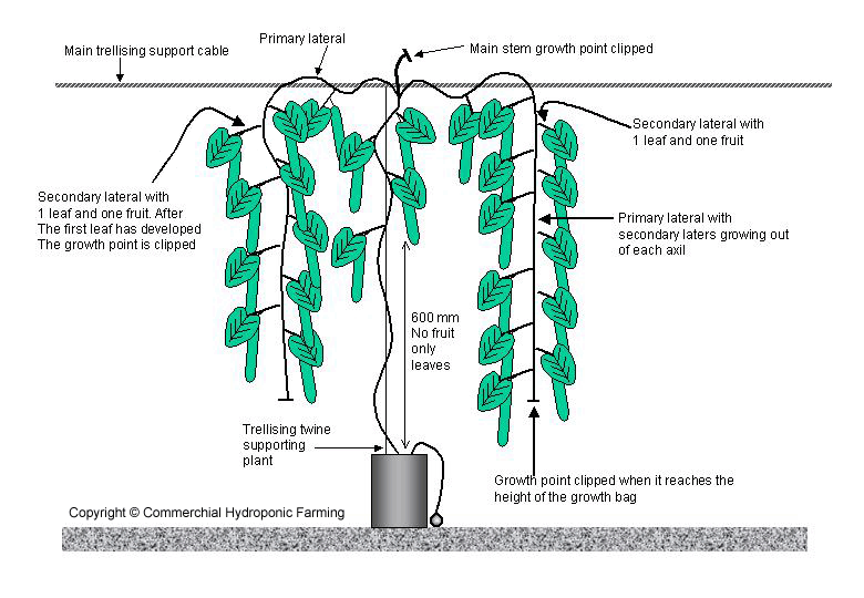 pruning cucumbers greenhouse hydroponics