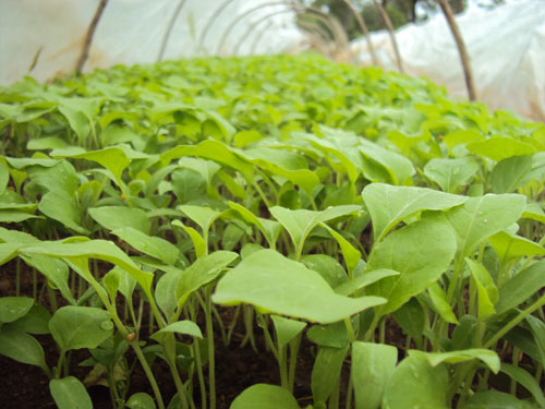 brinjal eggplant greenhouse hydroponics nursery young seedlings tunnel