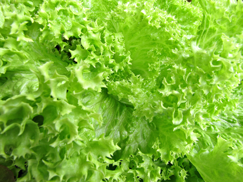 Lettuce deficiency and toxicity symptoms of macro and micro elements