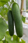 cucumbers hydroponic greenhouse cucumbers commercial farming