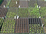 nutrient conditioning seedling tranplant