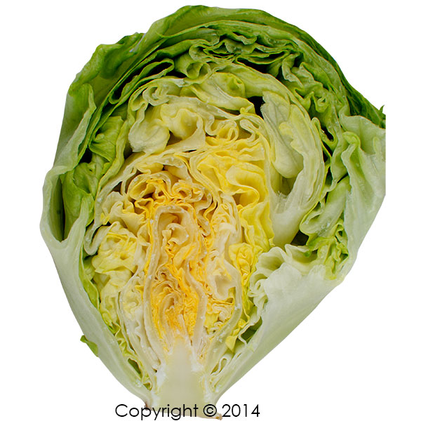 lettuce head formation