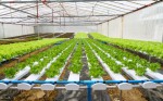 Planting density of various vegetable crops in hydroponic systems