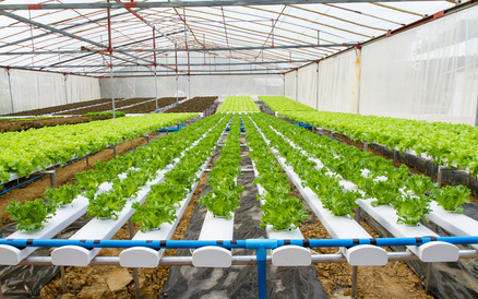 Commercial Hydroponic Farming | NFT is ideal for ...