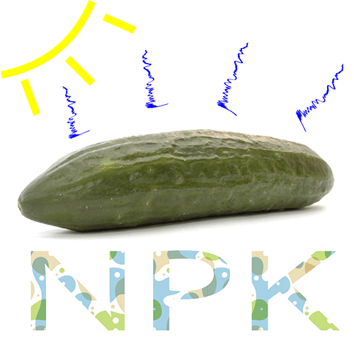 cucumber nutrient uptake light intensity air temperature