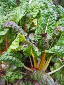 swiss chard spinach