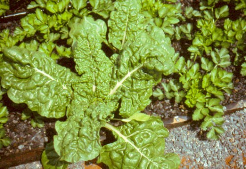 swiss-chard-spinach-gravel-culture-system