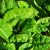 How to grow spinach hydroponically