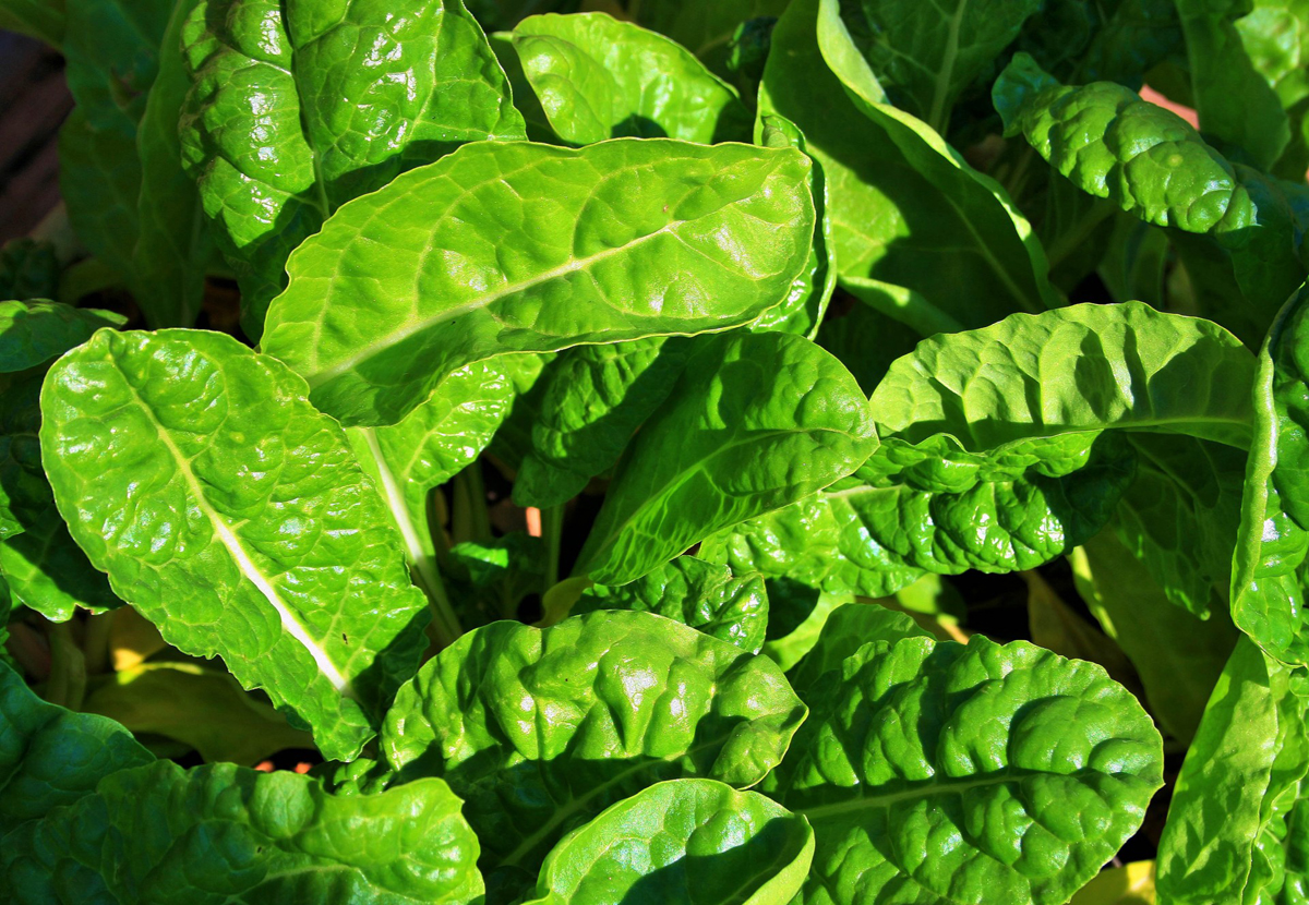 Commercial Hydroponic Farming | How to grow spinach ...