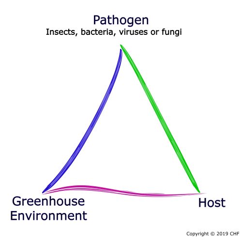 disease triangle greenhouses hydroponics