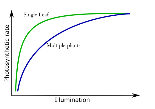 hydroponics photosynthetic efficiency leaves sunlight radiation 