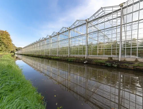 Why Water Quality Matters More Than You Think in Hydroponics